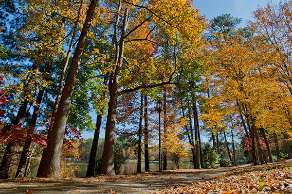 Trees and Trails